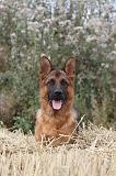 BERGER ALLEMAND 418